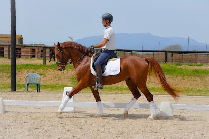 VIBAS dressage